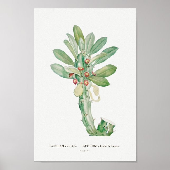 Póster Cactus vintage/Ilustracion suculento (Frente)