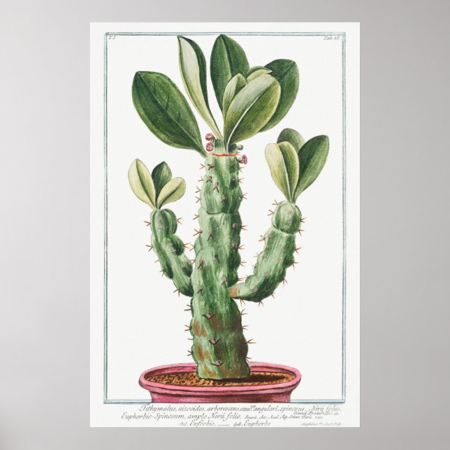 Póster Cactus vintage/Ilustracion suculento (Frente)