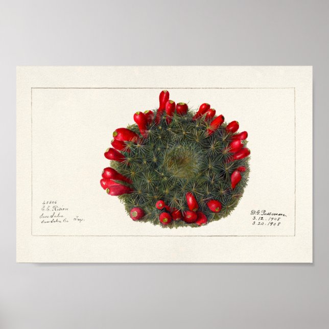 Póster Cactus vintage/Ilustracion suculento (Frente)