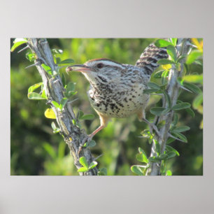 Póster Cactus Wren on Ocotillo Poster