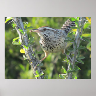 Póster Cactus Wren on Ocotillo Poster