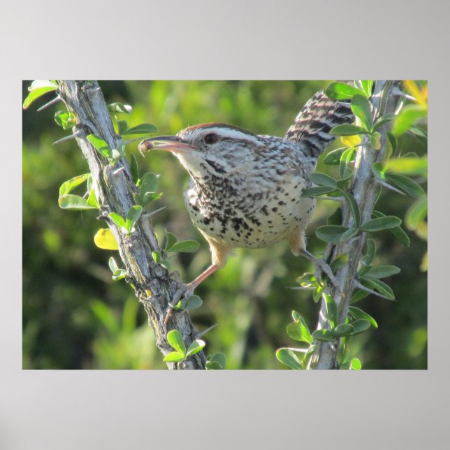 Póster Cactus Wren on Ocotillo Poster (Frente)