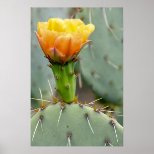 Póster Cactus y flor del higo chumbo