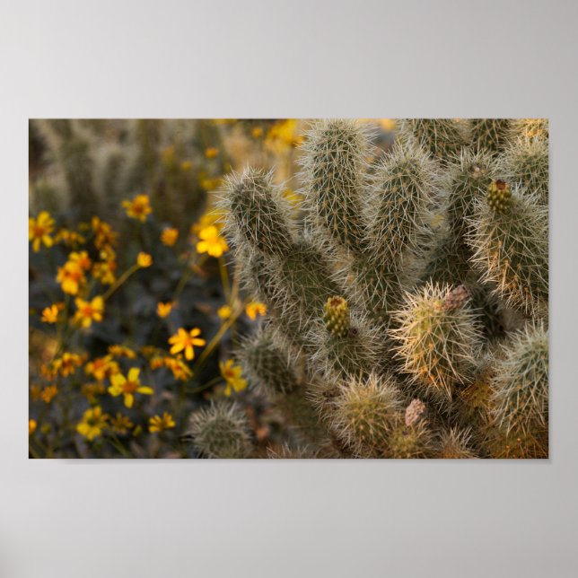 Póster cactus y flores silvestres (Frente)
