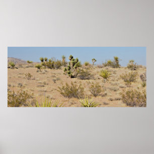 Póster Cactus y plantas del desierto