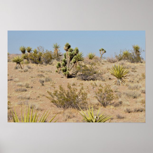Póster Cactus y plantas del desierto (Frente)