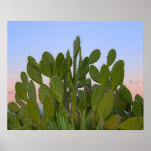 Póster Cactus y sisal en Bosque Seco