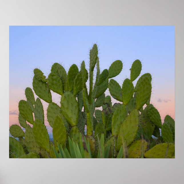 Póster Cactus y sisal en Bosque Seco (Frente)