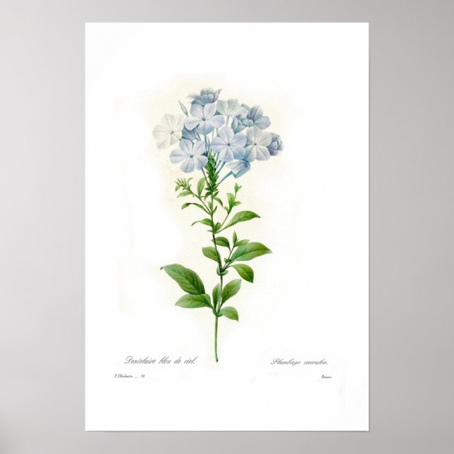 Póster Caerulea de Plumbago (Frente)