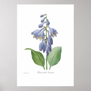 Póster Caerulea del Hemerocallis (Hosta)