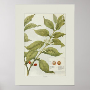 Póster Café