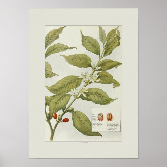 Póster Café (Frente)