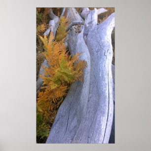 Póster Caída de Brackens Forestales