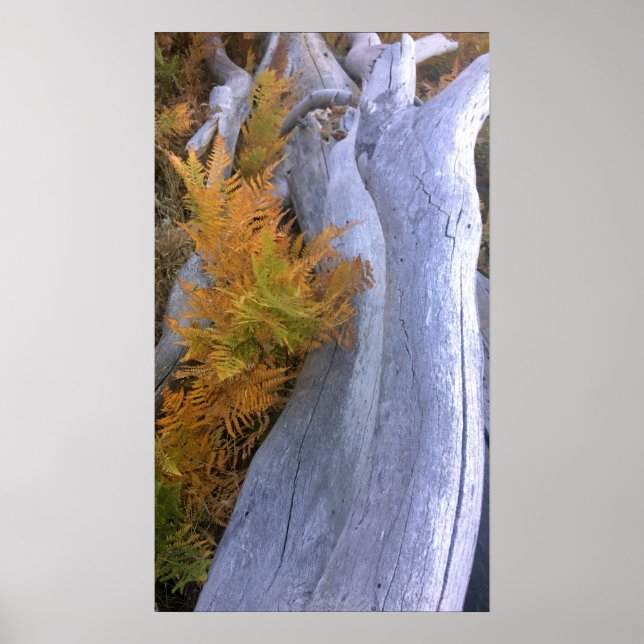 Póster Caída de Brackens Forestales (Frente)