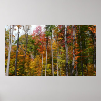 Póster Caída en la colorida fotografía de otoño en el bos