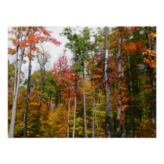 Póster Caída en la colorida fotografía de otoño en el bos