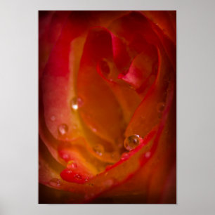 Póster Caídas de lluvia en Rosa 4 Poster