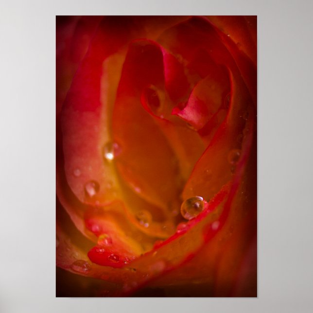 Póster Caídas de lluvia en Rosa 4 Poster (Frente)