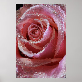 Póster Caídas En La Rosa Rosa Rosa Rosa Dusky