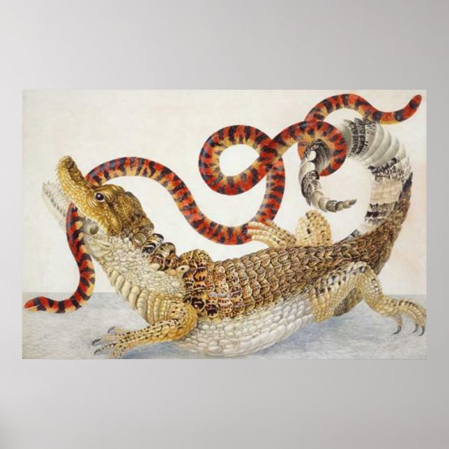 Póster caimanes comiendo un poster de serpientes (Frente)