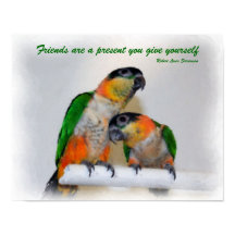 Caique Parrot Caique Amigos Cita