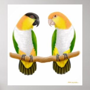 Póster Caique Parrot Love, Caique Parrot Love, Caique ...