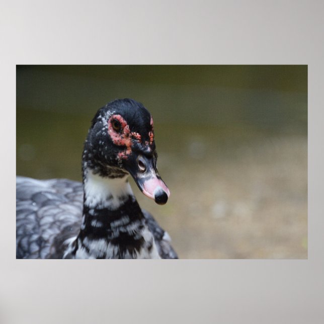 Póster Cairina moschata domestica (Frente)