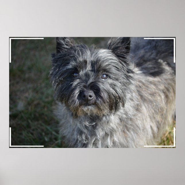 Póster Cairn Terrier Face (Frente)