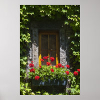 Caja de flores de la ventana del geranio rojo