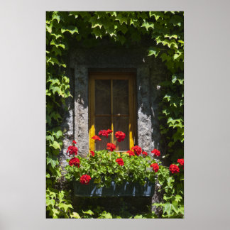 Póster Caja de flores de la ventana del geranio rojo