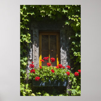 Póster Caja de la ventana Red Geranium