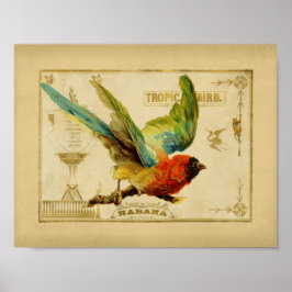 Póster Caja de puros de avispón de aves tropicales