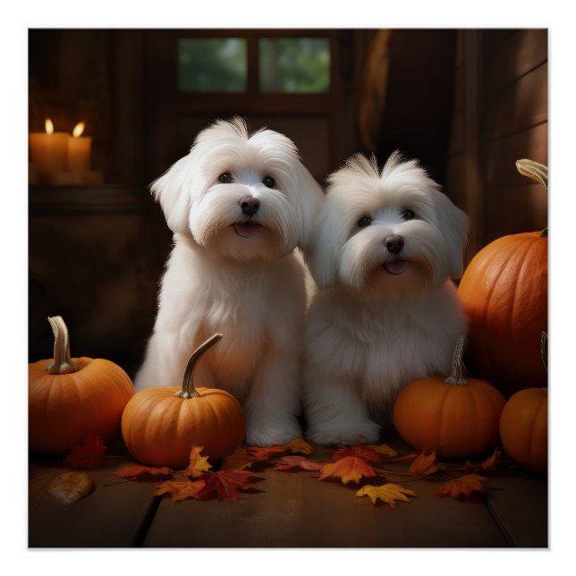 Póster Calabaza deslumbrante de algodón de tulear pipa ot (Anverso)