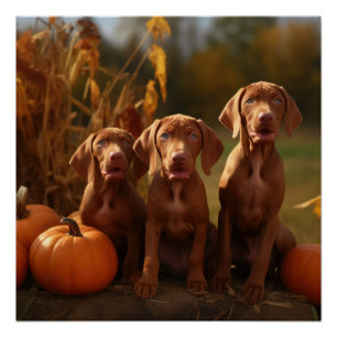 Póster Calabaza deslumbrante de Vizsla Puppy Autumn
