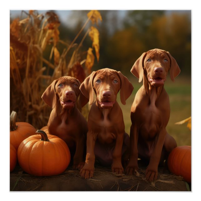 Póster Calabaza deslumbrante de Vizsla Puppy Autumn (Anverso)
