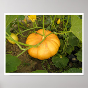 Póster Calabaza en el jardín