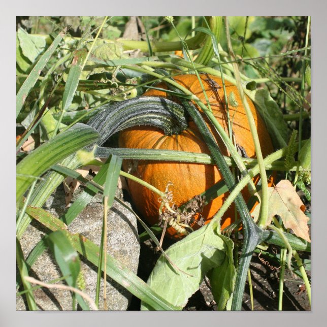 Póster Calabaza En La Fotografía De La Naturaleza De La C (Frente)