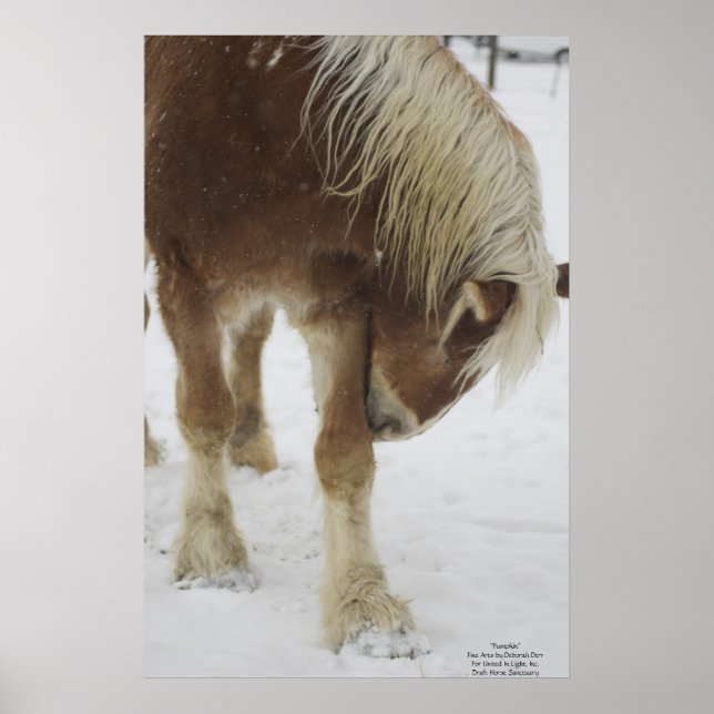 Póster Calabaza en la nieve (Frente)