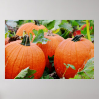 Póster Calabazas