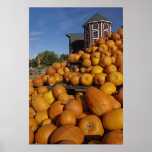 Póster Calabazas en granja en otoño cerca de la