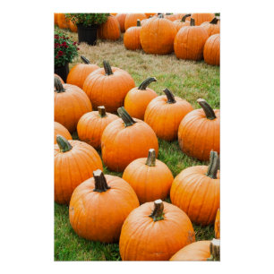 Póster Calabazas para la venta en el mercado de un