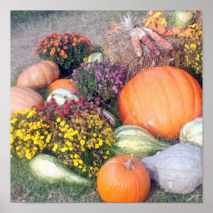 Póster Calabazas y calabazas