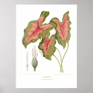 Póster Caladio bicolor