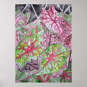 Póster caladios_pintura
