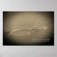 calamar de arrecife de grano, Sepioteuthis lessoni