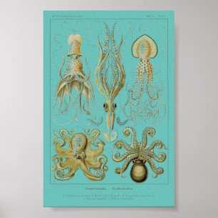 Póster Calamar de Haeckel, Gamochonia