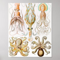 Calamar del pulpo, Gamochonia por Ernst Haeckel