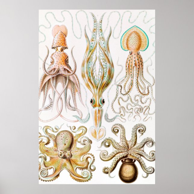 Póster Calamar del pulpo, Gamochonia por Ernst Haeckel (Frente)
