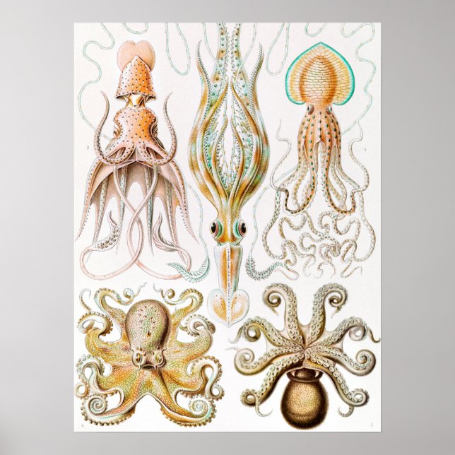 Póster Calamar del pulpo, Gamochonia por Ernst Haeckel (Frente)