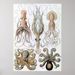 Póster Calamares y pulpo de Ernst Haeckel